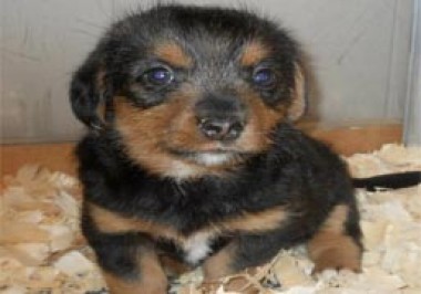 cheri s preferred puppies cheri s preferred puppies butler county oh cheri s preferred puppies cheri s preferred puppies butler county oh