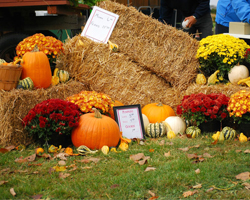 Fall Display of Hay, Pumpkins, and Mums.