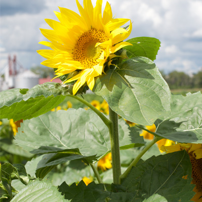 Garver Family Farm Sunflowers