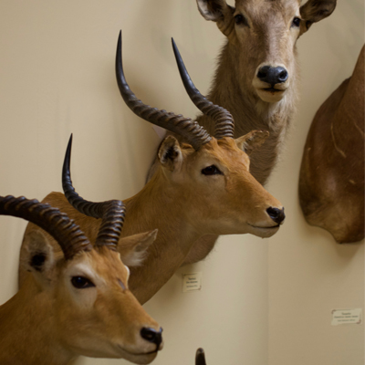 Hefner Museum Antelope