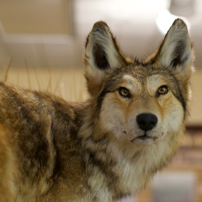 Hefner Museum Wolf