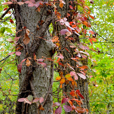 Bull Run arboretum 