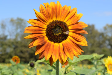 Burwinkel sunflower