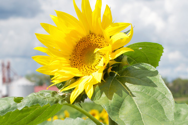 Garver Sunflowers