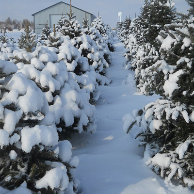 Fresh Cut Christmas Trees Near Cincinnati Koch Farm