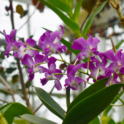Purple Flowers at the Miami Hamilton Conservatory.