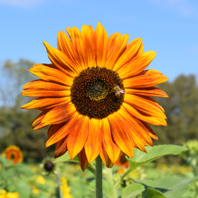 Sunflowers at Burwinkel Farms