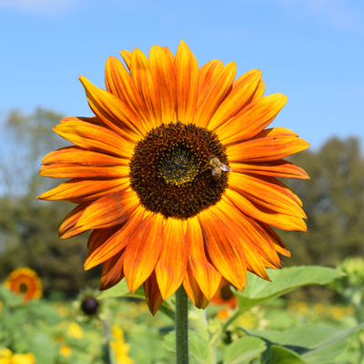 Red Sunflower 