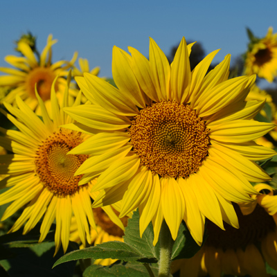 Burwinkel Farm sunflower closeup