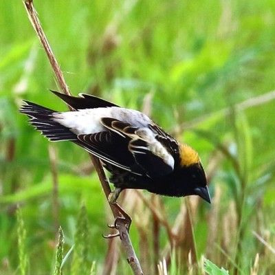 gorman sora