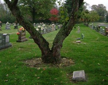 Image file Woodside-Cemetery-Tree_fab00af3-5056-a36a-097703a9b91b0bb2.jpg