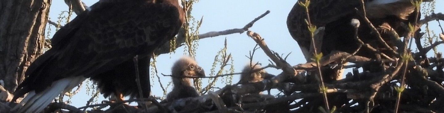 Eaglets in Nest