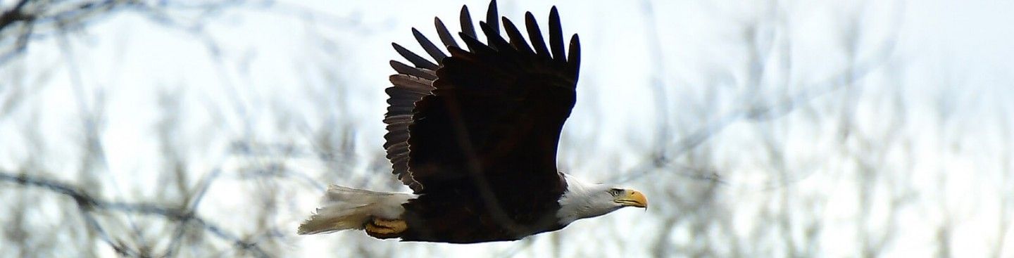 Bald Eagle Photography