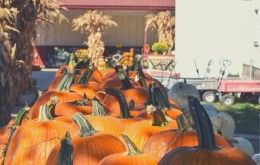 Garver Farm Pumpkins