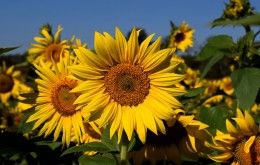 Burwinkel Farms Sunflowers