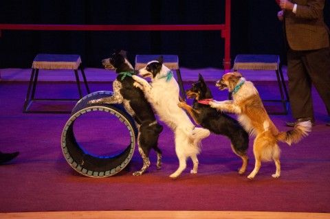 Mutts Gone Nuts