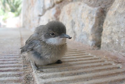 Content image Image file bigweekofbirding.jpg