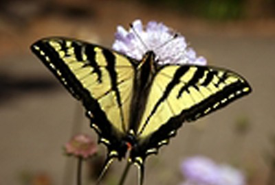 Content image Image file butterfly.jpg