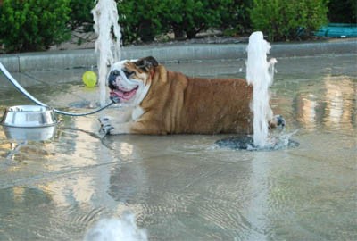 Content image Dog Days Oxford, Ohio