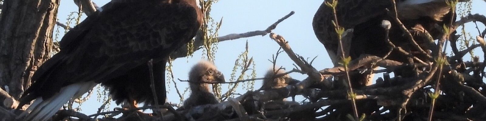 Eaglets in Nest