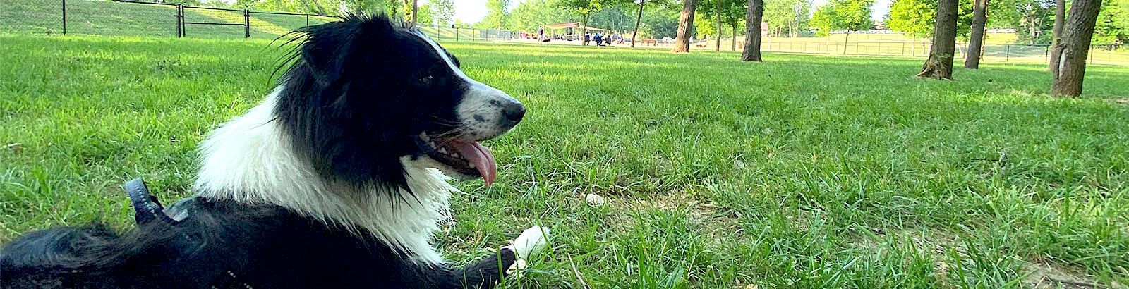 Happy Dog at Furfield Dog Park