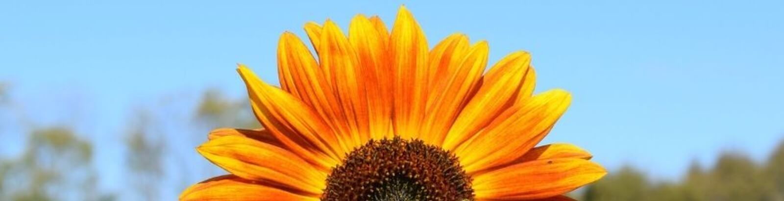 Burwinkel Farms Sunflower Field