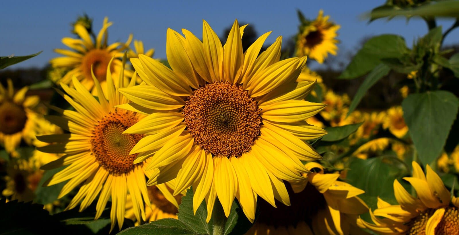 Sunflowers at Burwinkel Farms